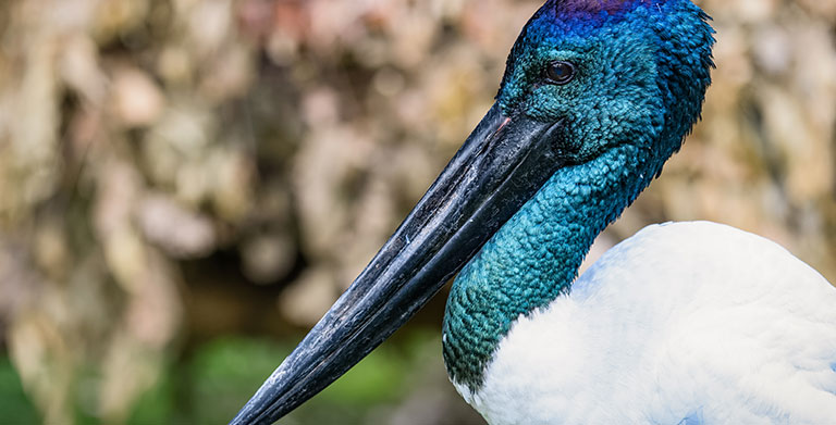 Website Designer Howard Springs