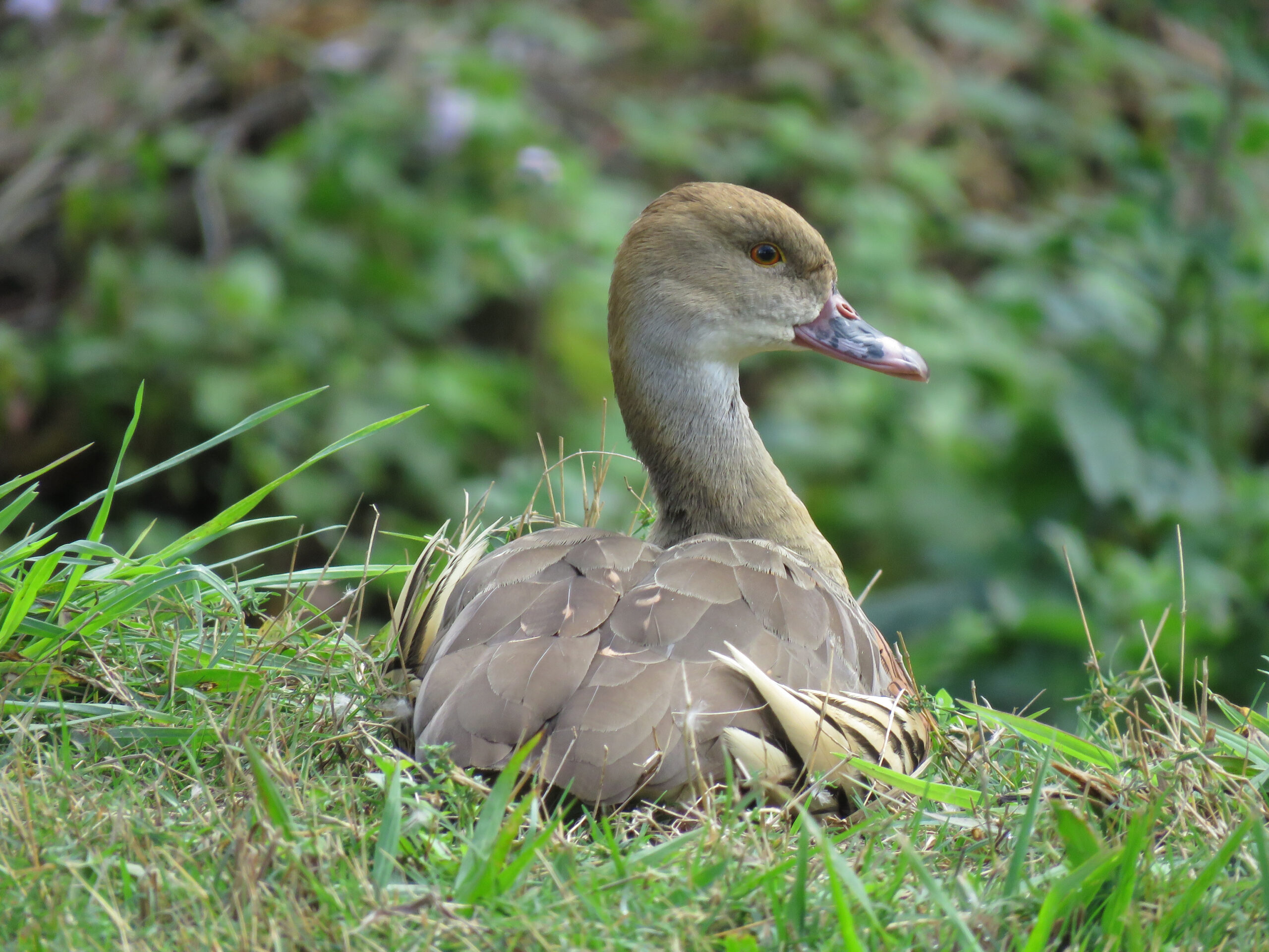 Website Designer Bellbowrie