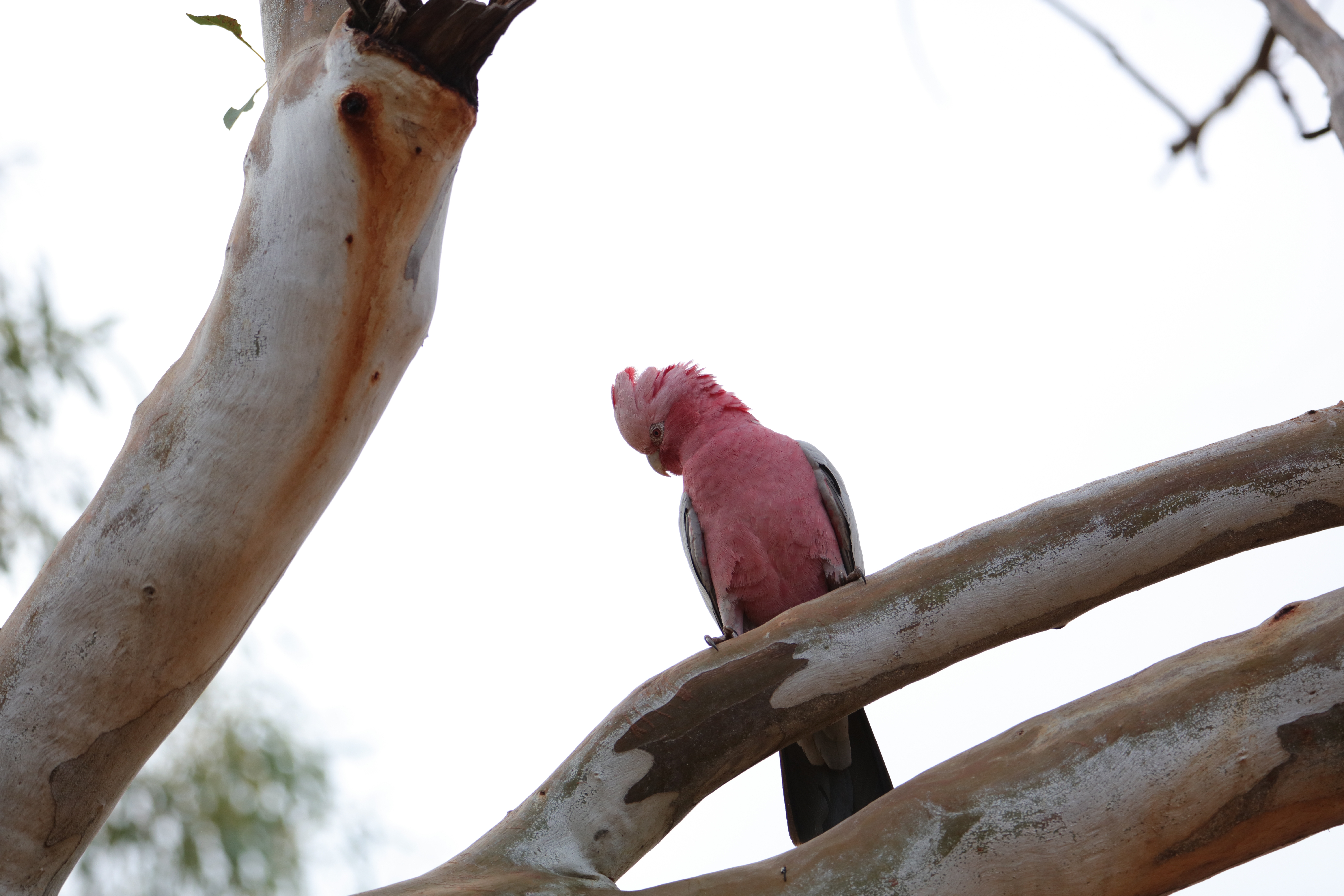 website design Emu Creek