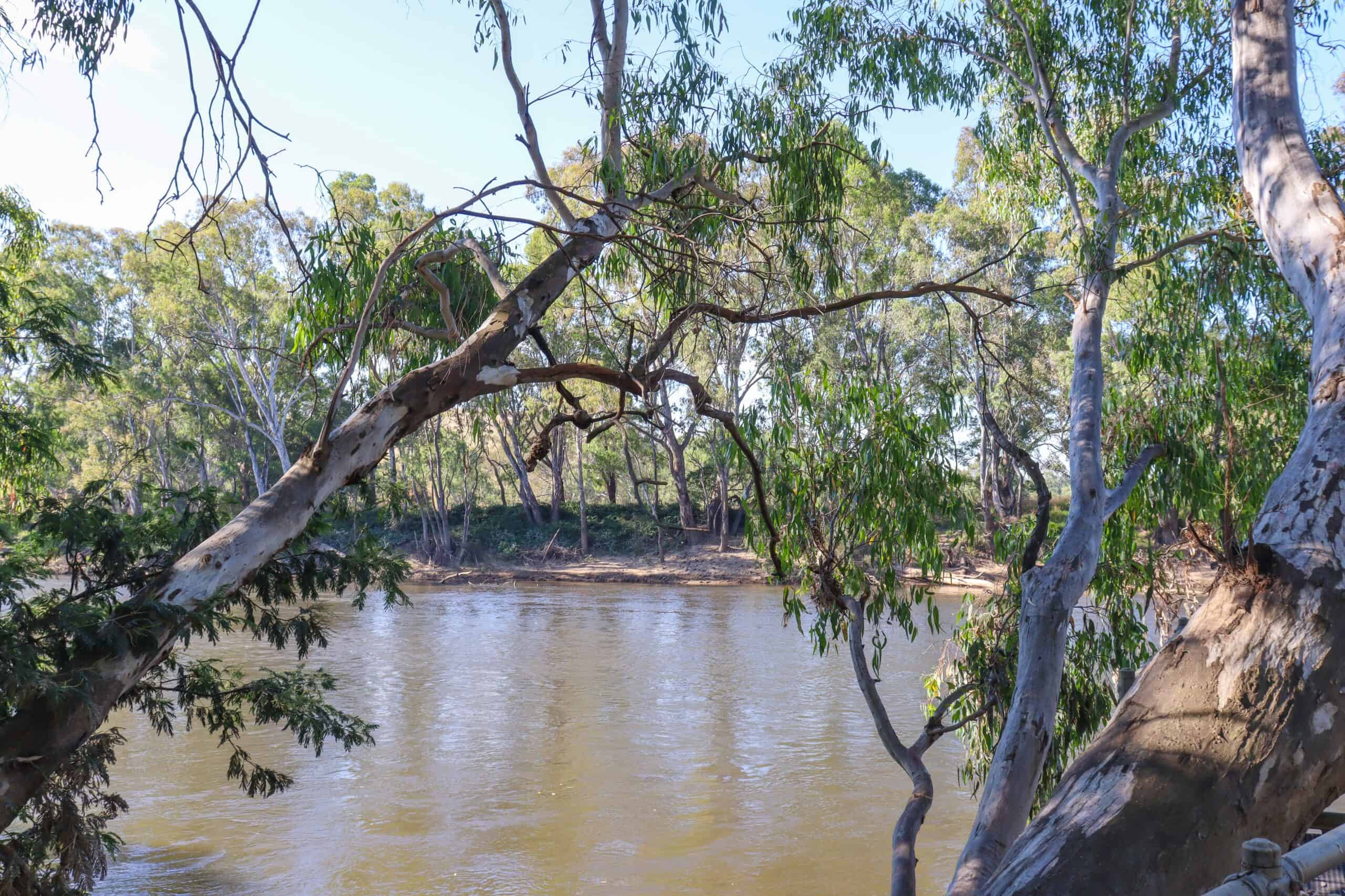 bespoke website design for Caniambo small businesses