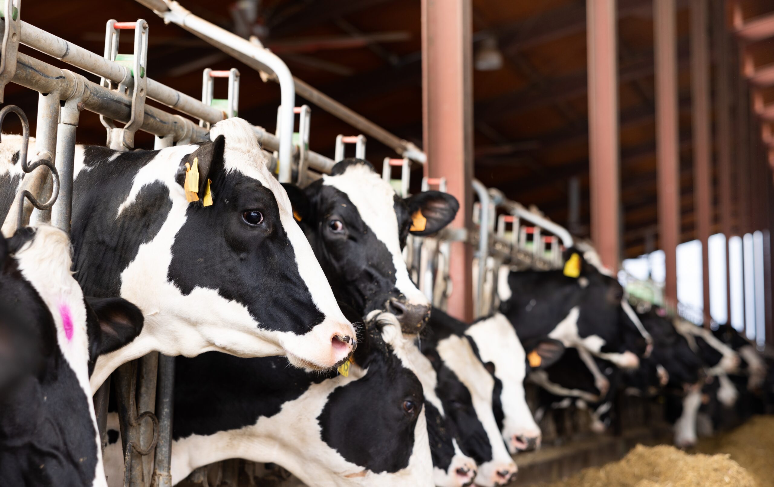 Custom website design inspired by Coomboona’s agricultural landscape